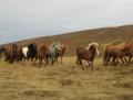 Rgjf um hestafrun  Akureyri
