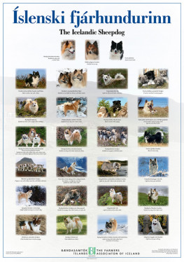 Poster The Icelandic Sheepdog