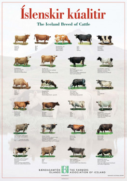 Poster The Icelandic Cow