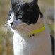 Reflective collar for cats