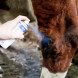 Brush with cap, for hoof oils