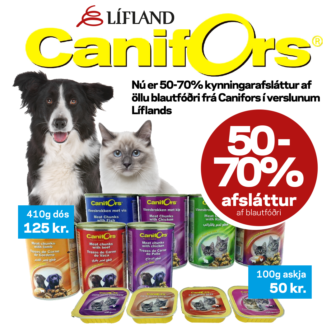 Canifors tilboð