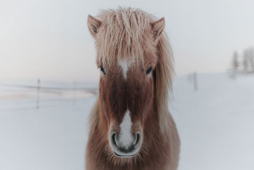 Af hverju þarf að gefa hestum fóður og bætiefni?