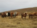 Ráðgjöf um hestafóðrun á Akureyri