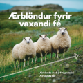 Sauðfjárbændur athugið! Flutningstilboð á ærblöndum til 1. maí