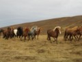 Ráðgjöf um fóðrun hrossa á Blönduósi