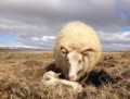Sauðfjár- og sauðburðarvörur
