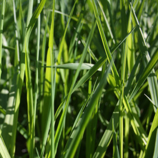 Vallarfoxgras GRINDSTAD 