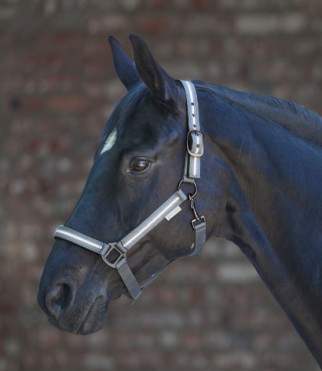 Reflective halter 