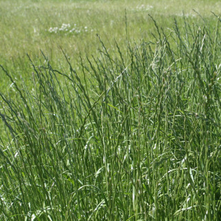 Vallarrýgresi BIRGER (4n) Lífrænt vottað