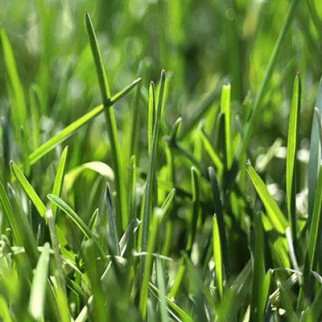 Vallarsveifgras BALIN
