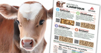 Kálfeldi - yfirlit yfir kjarnfóður