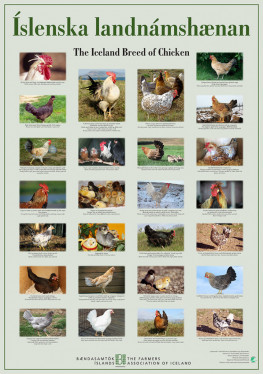 Poster The Icelandic Chicken