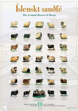 Poster The Icelandic Sheep