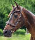 Cavesson training bridle