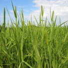 Vallarfoxgras NUUTTI