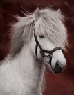 Horseware Micklem 2 