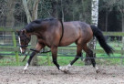 Lunging aid cotton