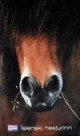 The Icelandic Horse DVD
