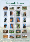 Poster The Icelandic Horse