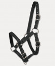 Foal halter first steps