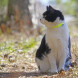 Reflective collar for cats