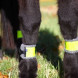 Reflective bands on feet