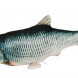 Leikfang jumping fish USB