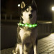 LED ljsal  hunda