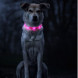 LED ljsal  hunda