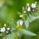 Akursteinka (Buglossoides arvensis)