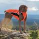 BoT Eddie hundakápa orange