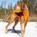 BoT Eddie hundakápa orange