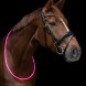 LED neck strap for horses