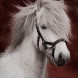 Horseware Micklem 2 - Mynd: Liga Liepina