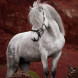 Horseware Micklem 2 - Mynd: Liga Liepina
