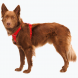 Ruffwear Front Range beisli Red Canyon