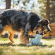 Ruffwear Porchini leikfang 