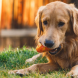 Ruffwear Gnawt-a-Cone Salamander Orange
