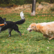 Ruffwear Gnawt-a-Stick Salamander Orange