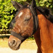 Fly mask elasticated
