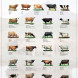 Poster The Icelandic Cow